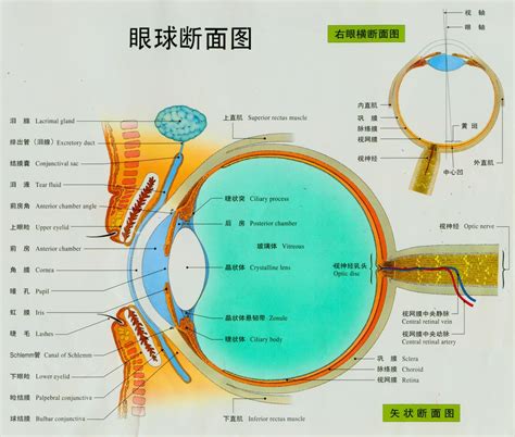 眼睛位置|眼 图解 : 正常解剖 